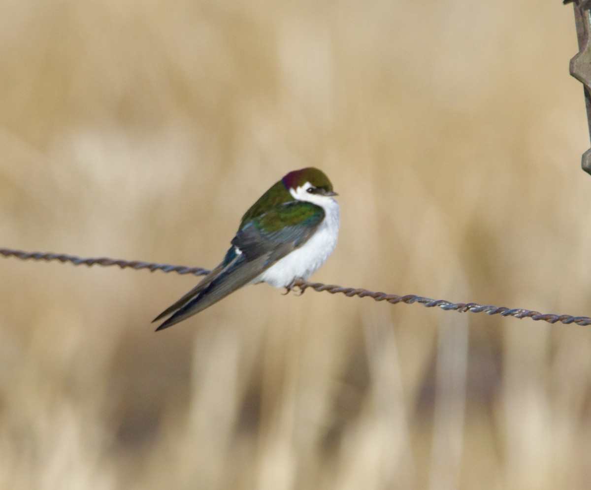 Violet-green Swallow - ML632855951