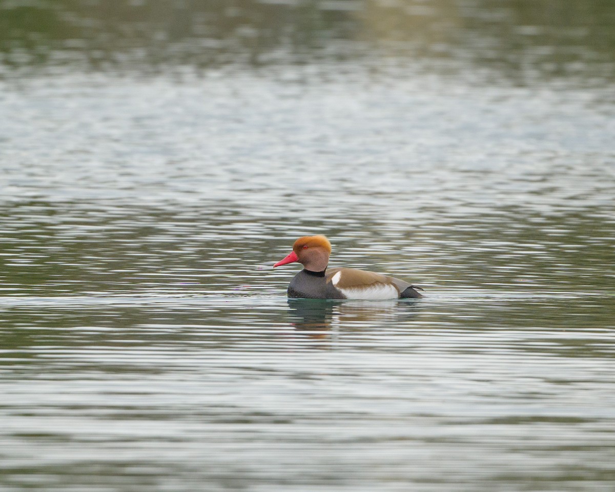 Red-crested Pochard - ML632856047