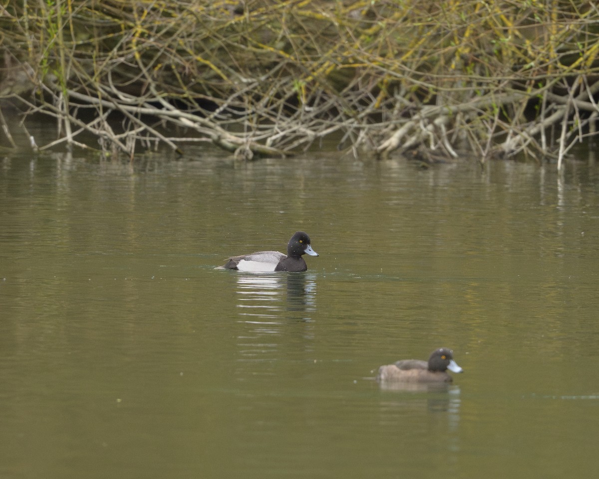 Lesser Scaup - ML632856065
