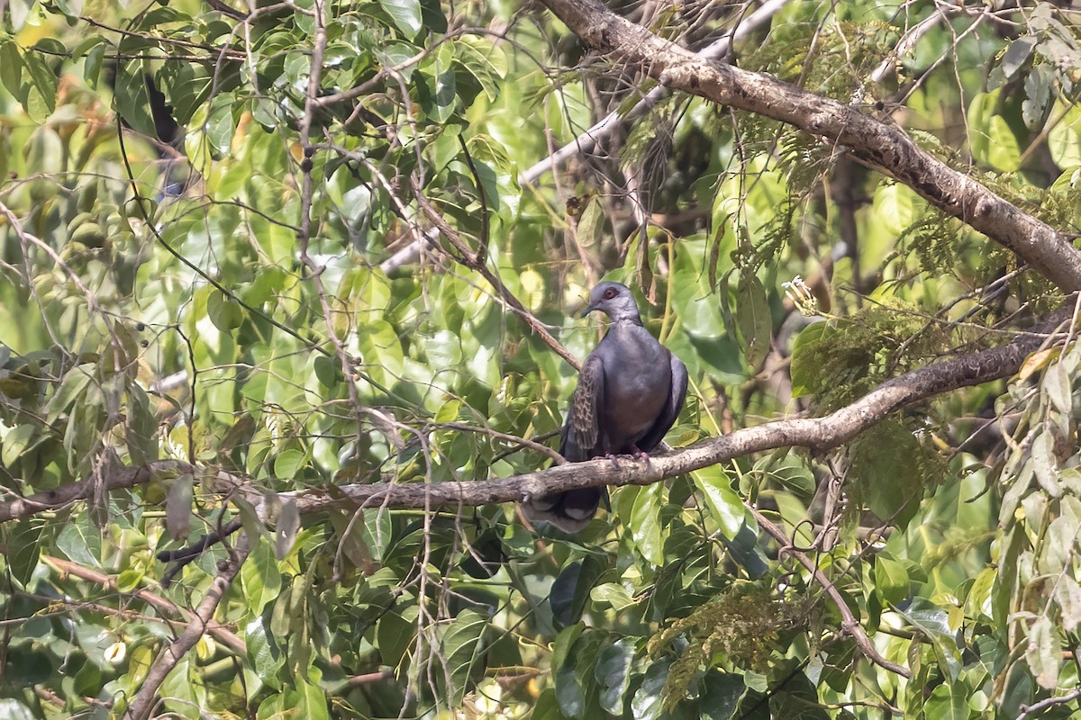 Adamawa Turtle-Dove - ML632856427