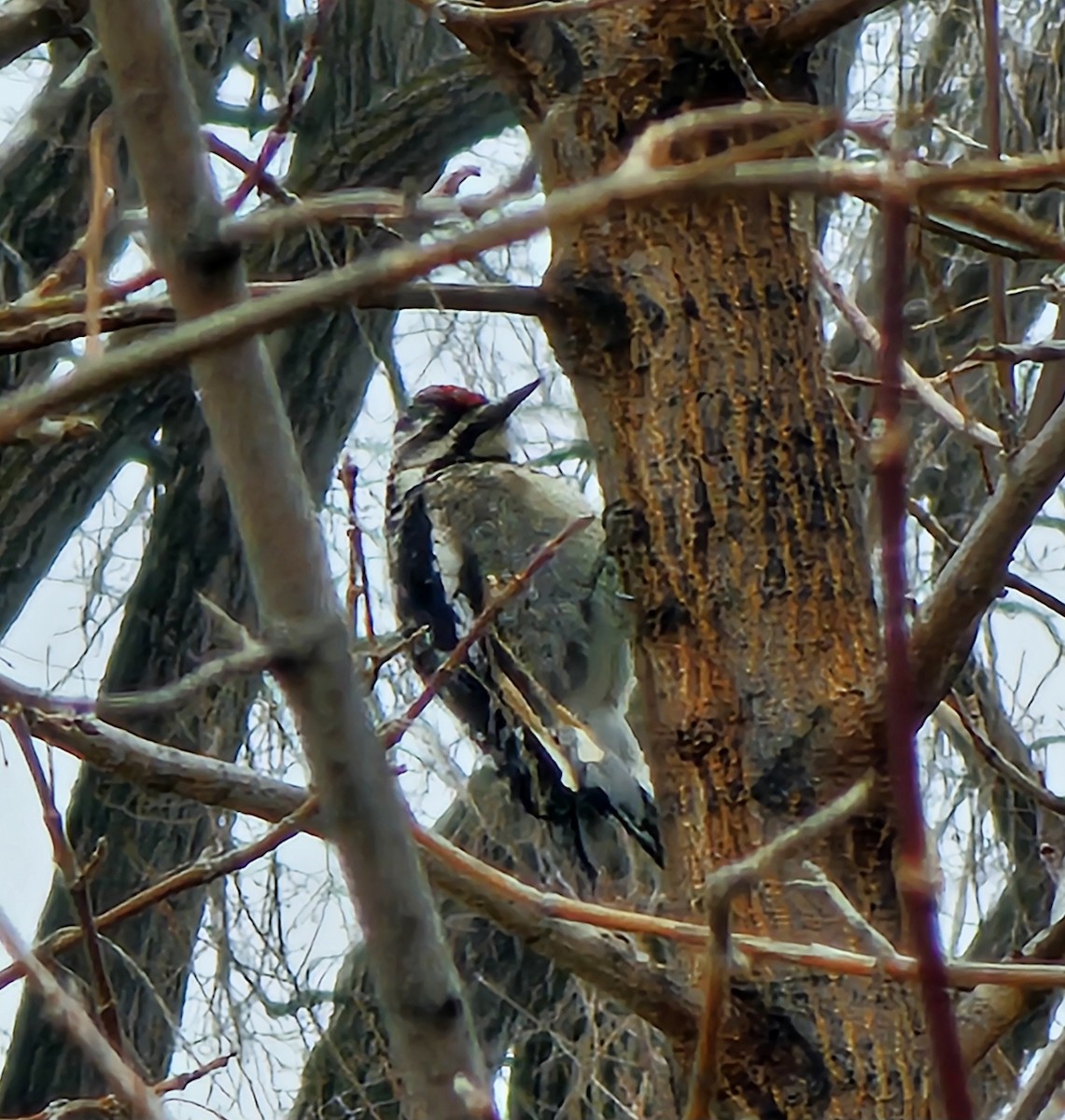 Yellow-bellied Sapsucker - ML632856481