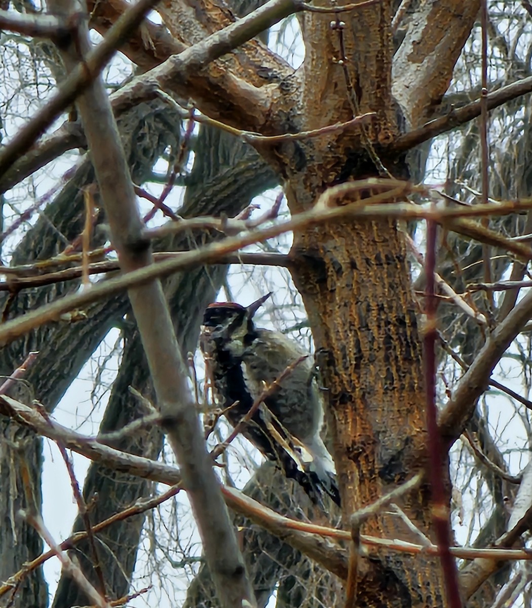 Yellow-bellied Sapsucker - ML632856482