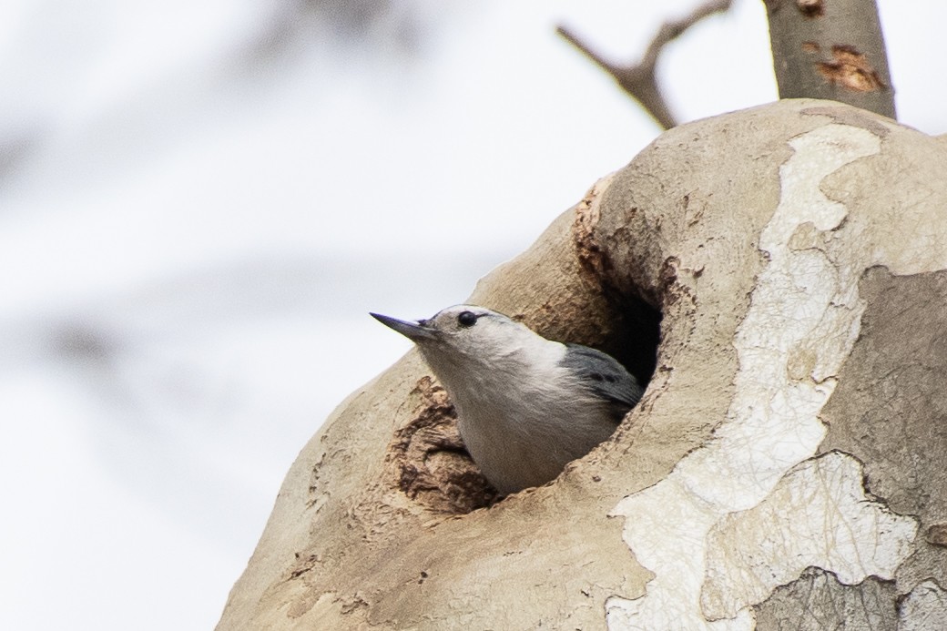 White-breasted Nuthatch - ML632856581