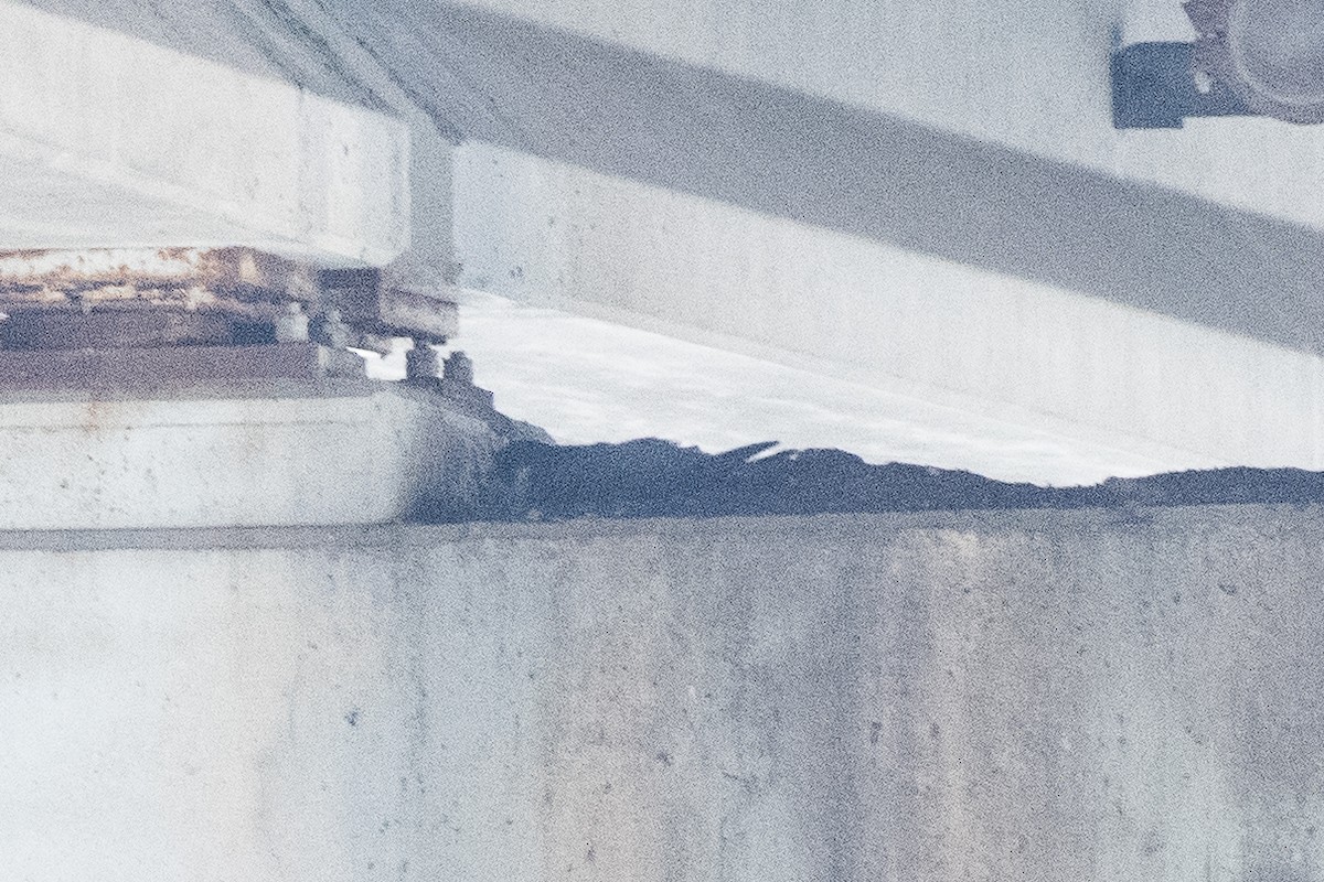 Peregrine Falcon - ML632856675