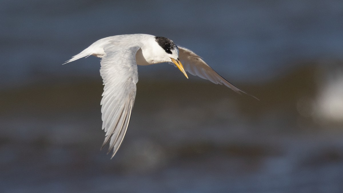 Australian Fairy Tern - ML632856745