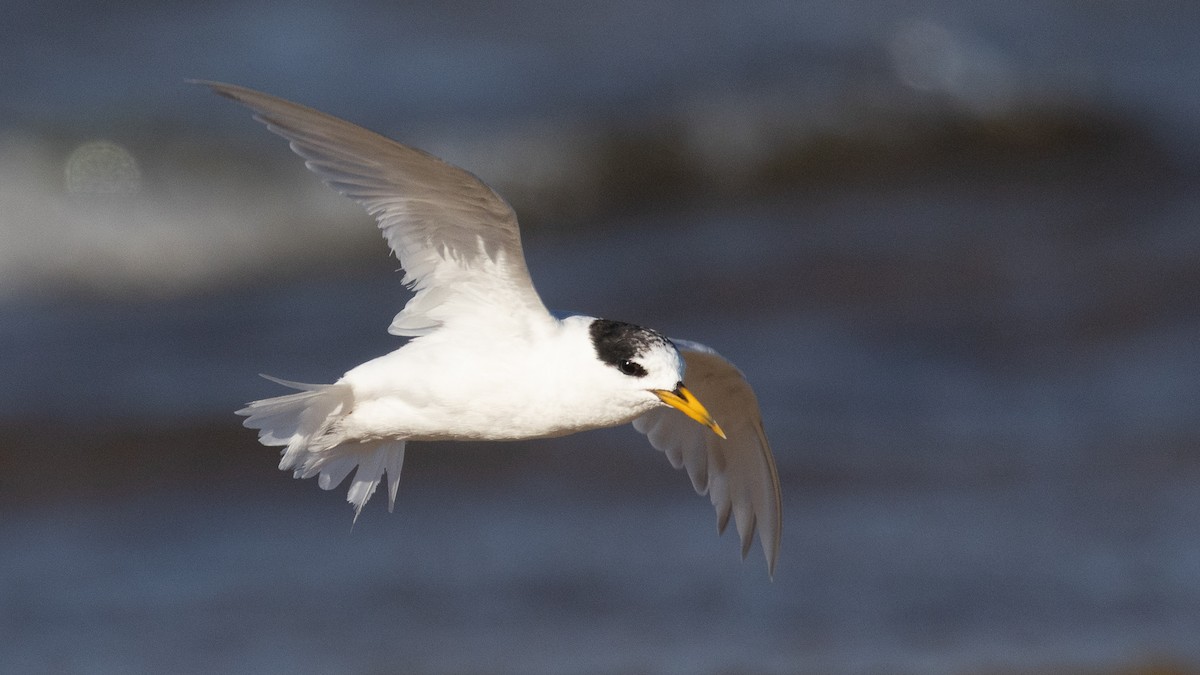 Australian Fairy Tern - ML632856746