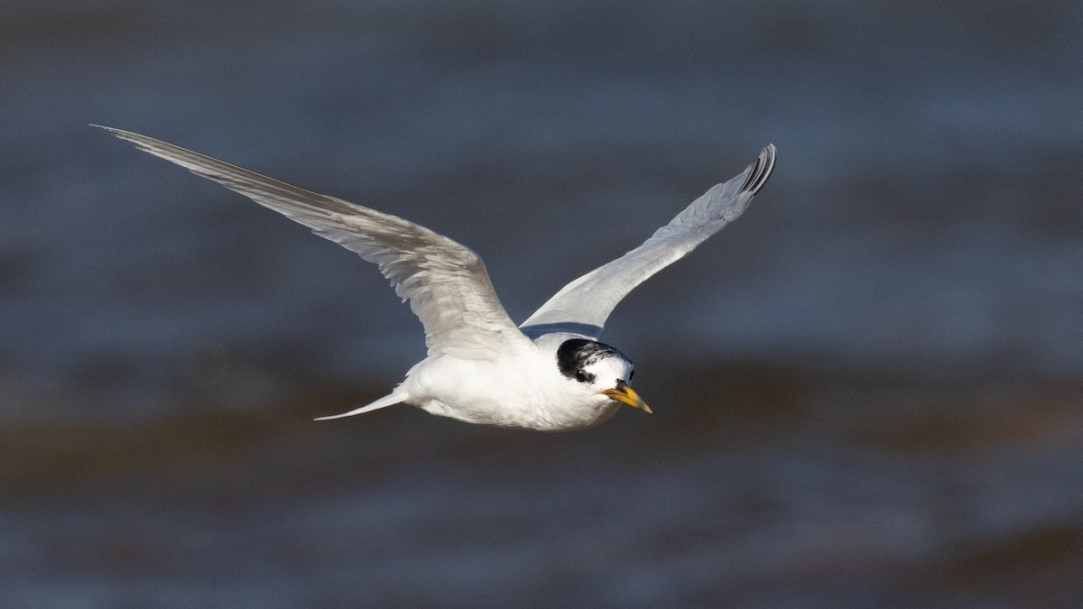 Australian Fairy Tern - ML632856747