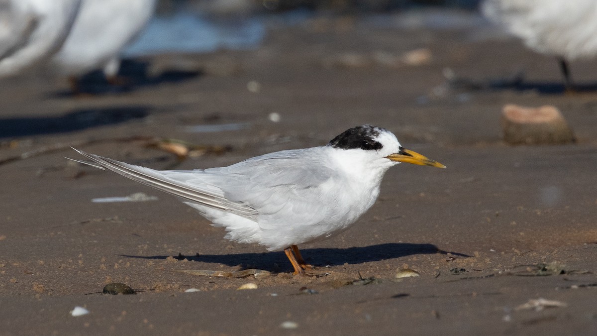 Australian Fairy Tern - ML632856748