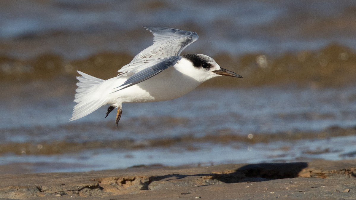 Australian Fairy Tern - ML632856749