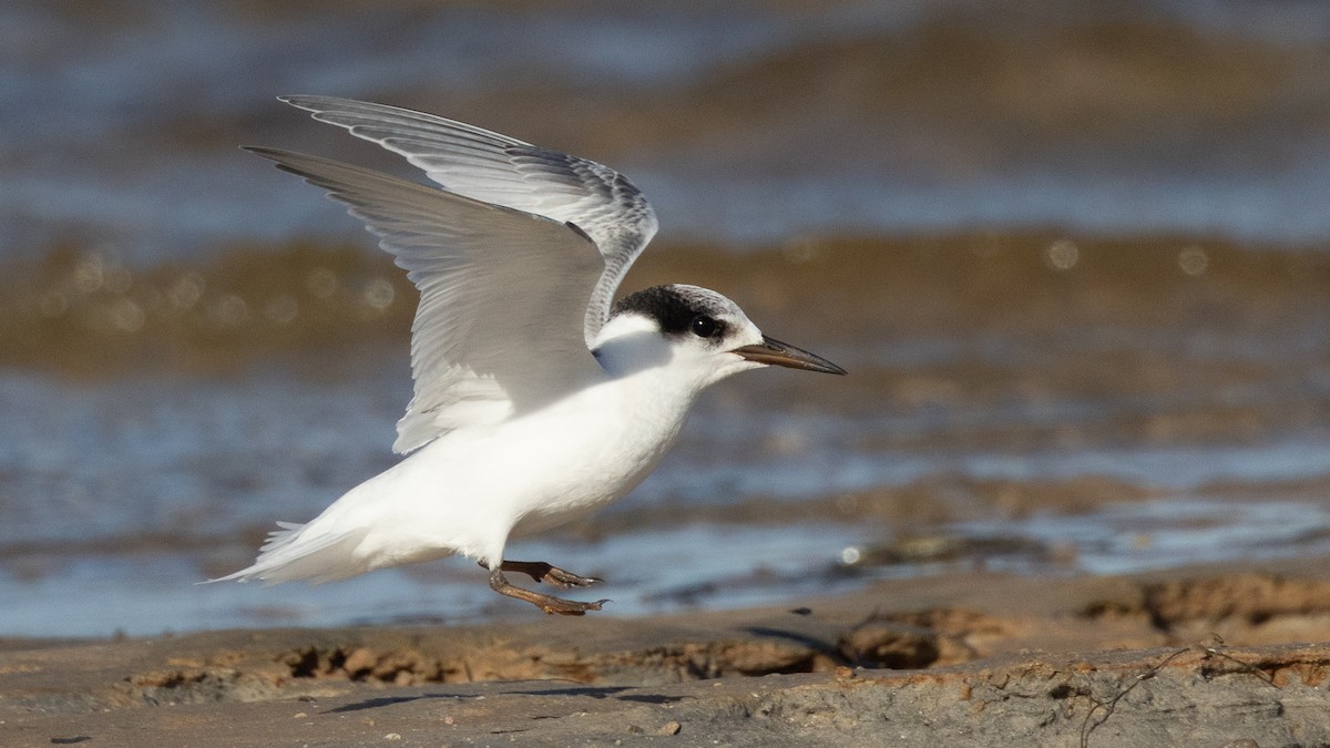 Australian Fairy Tern - ML632856750