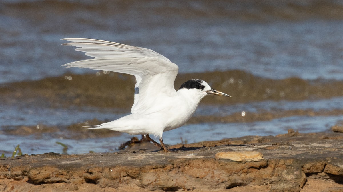 Australian Fairy Tern - ML632856751