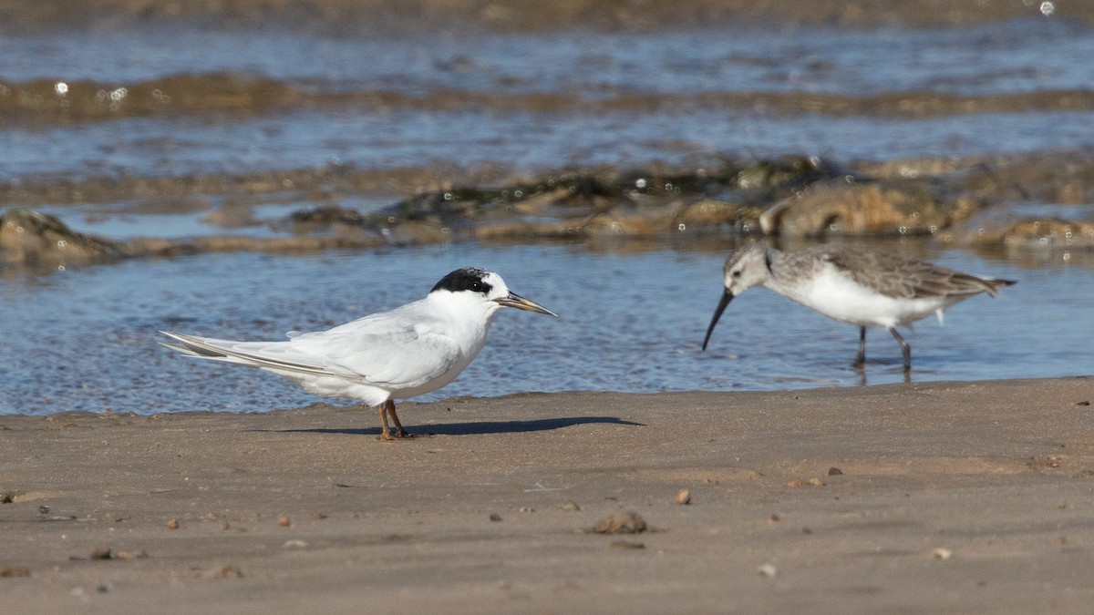 Australian Fairy Tern - ML632856752