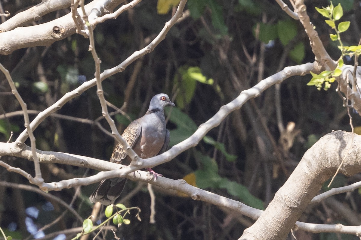 Adamawa Turtle-Dove - ML632856753