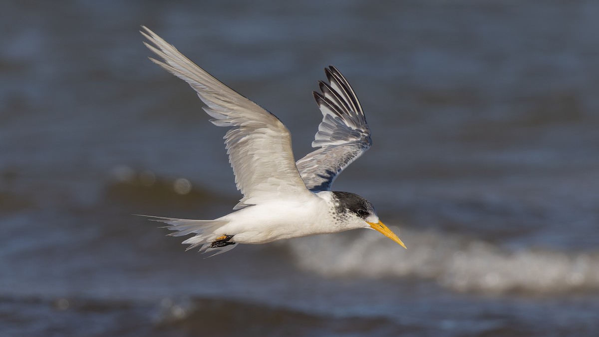 Great Crested Tern - ML632856828