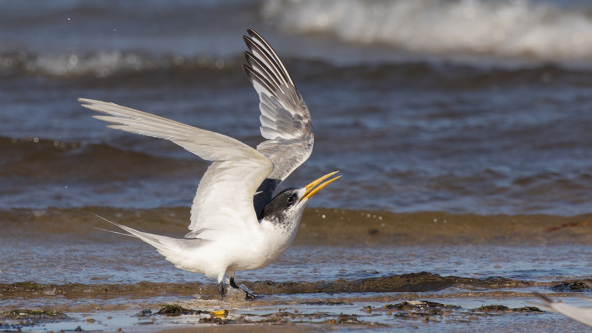 Great Crested Tern - ML632856829