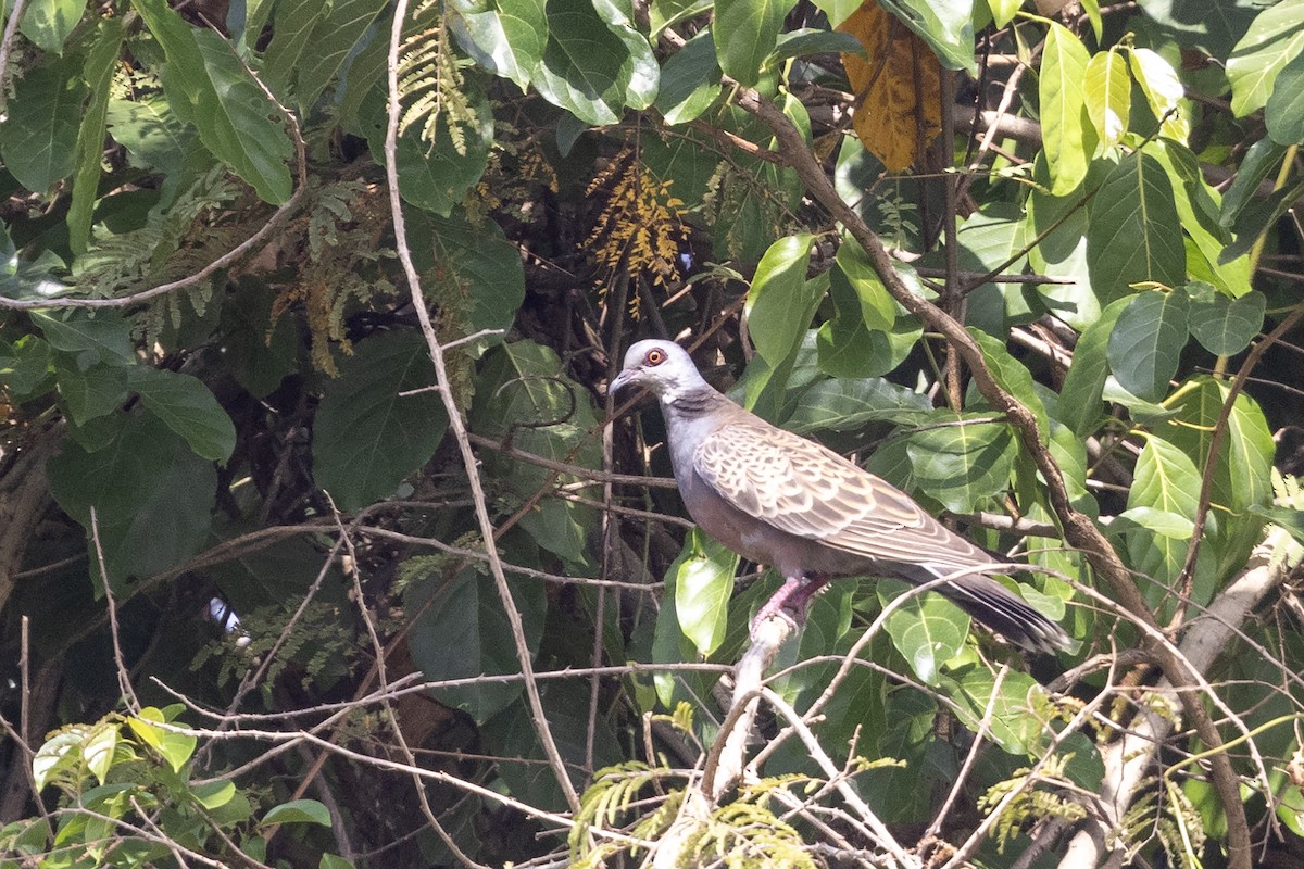 Adamawa Turtle-Dove - ML632856943
