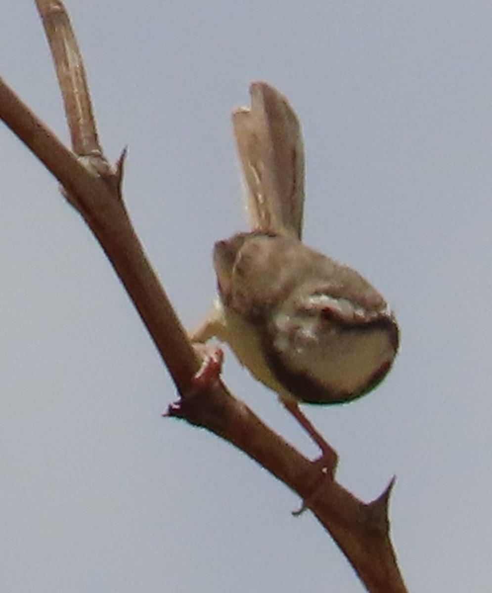 Black-chested Prinia - ML632857197