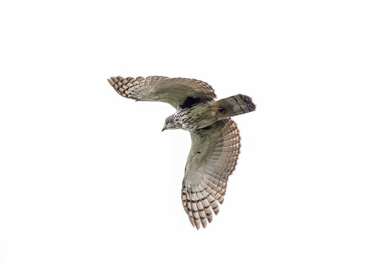 White-collared Kite - ML632857257