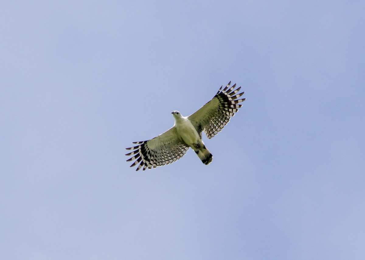 White-collared Kite - ML632857258