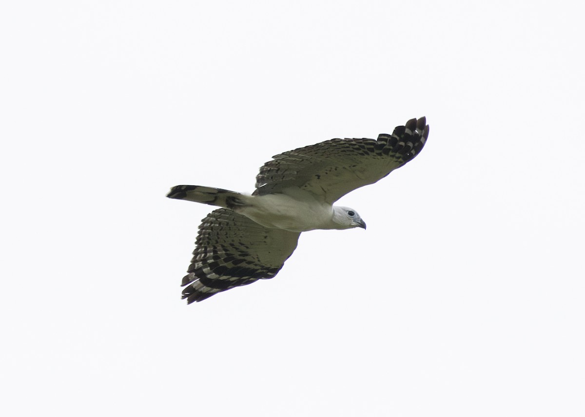 White-collared Kite - ML632857259