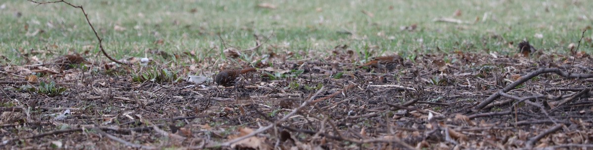 Fox Sparrow - ML632857468
