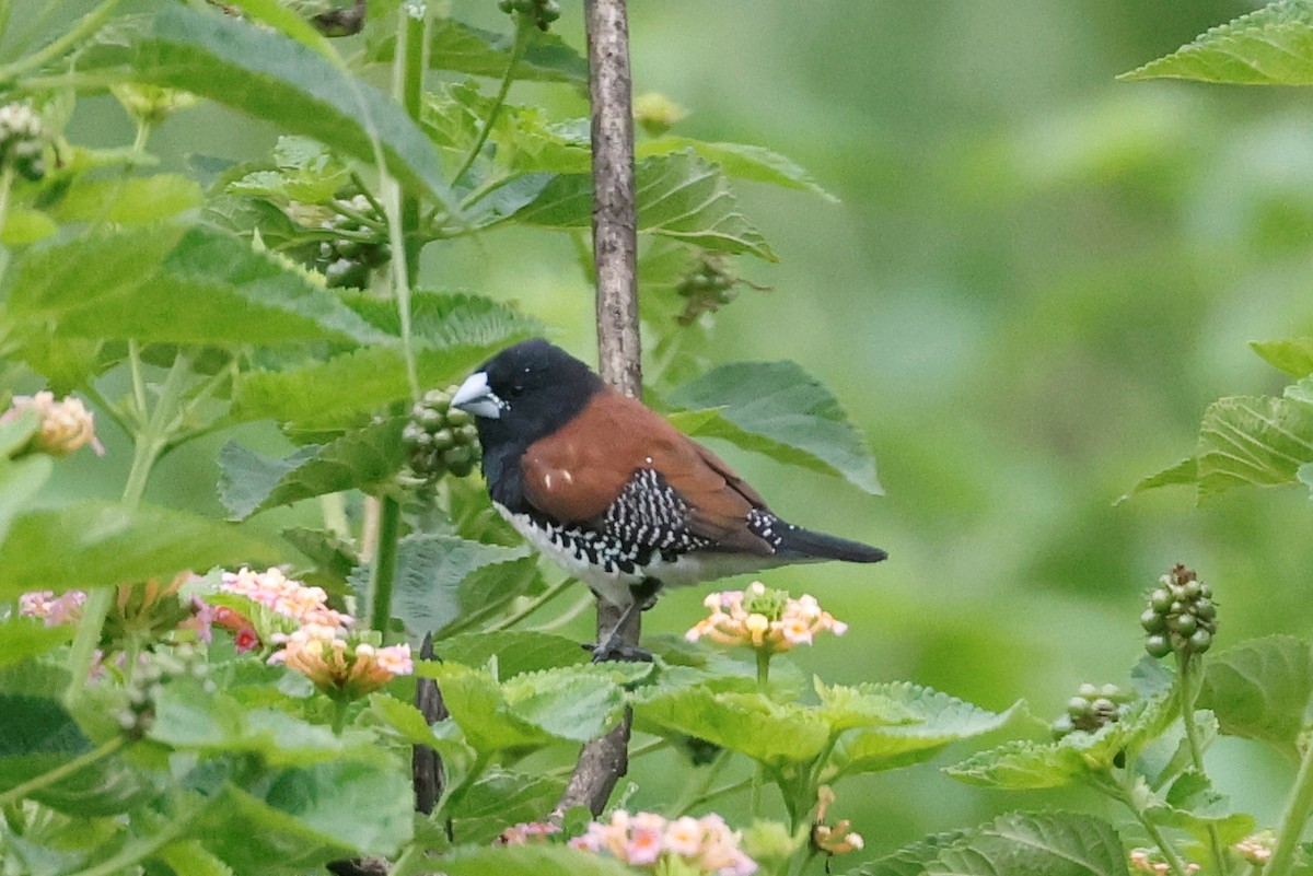 Black-and-white Mannikin (Red-backed) - ML632857497