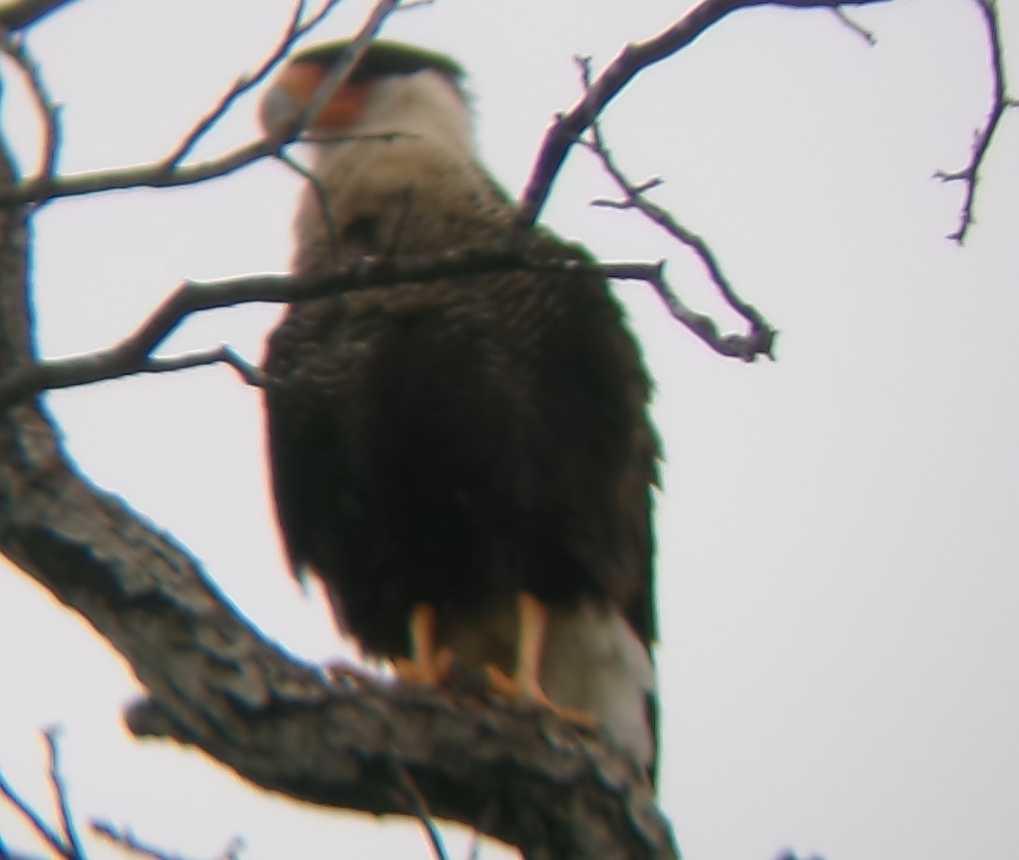 Crested Caracara (Northern) - ML632857556