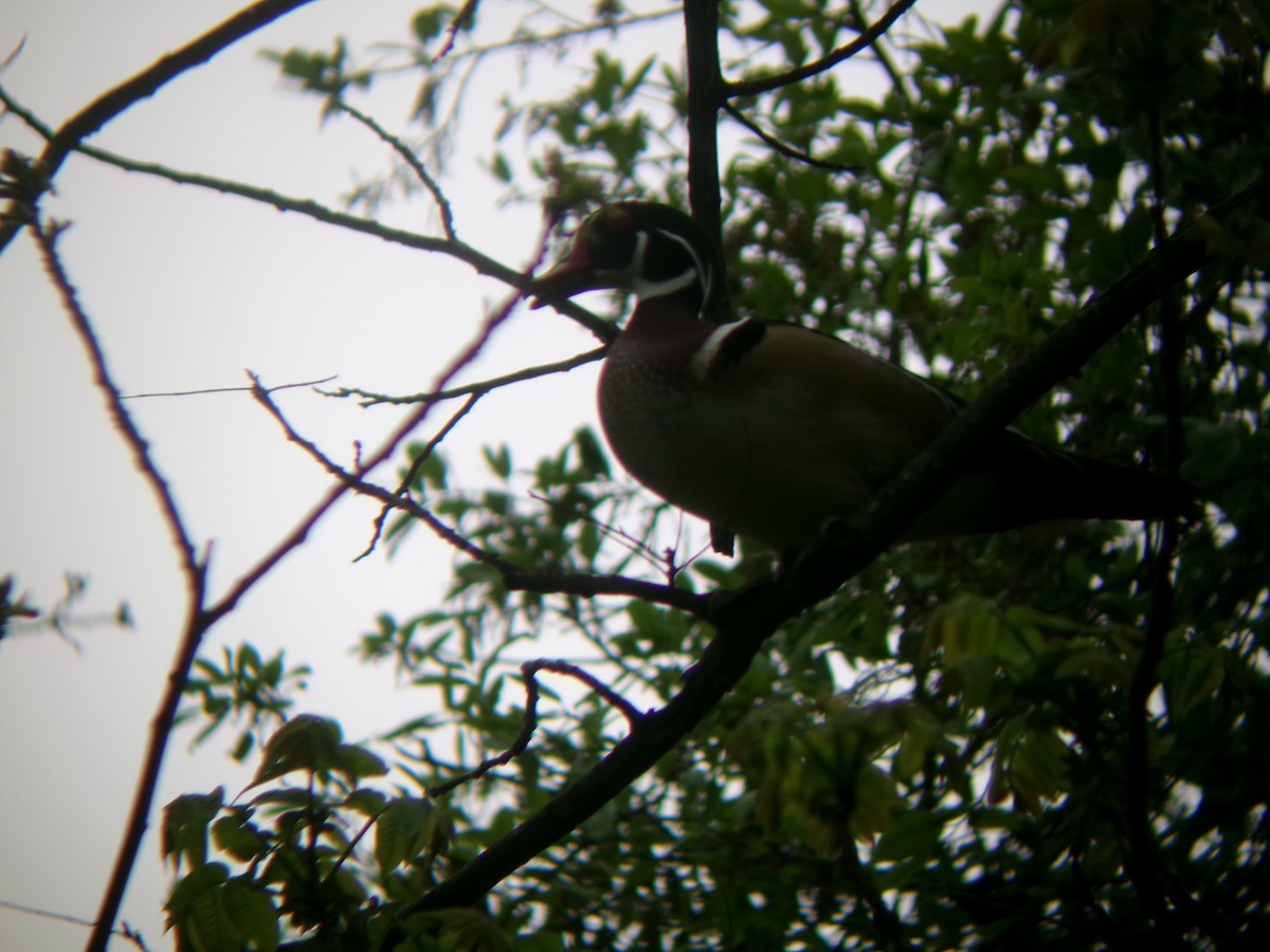 Wood Duck - ML632857634