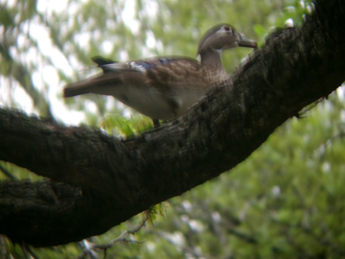 Wood Duck - ML632857642