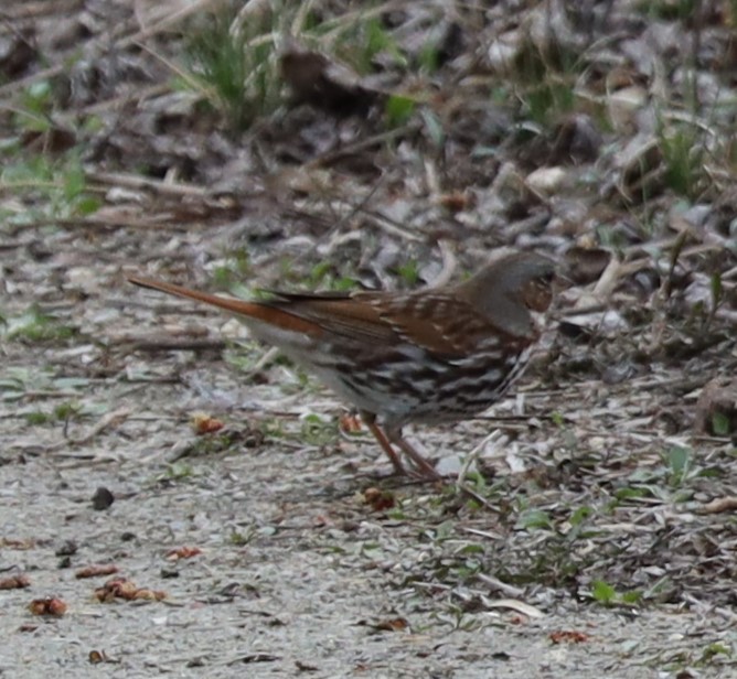 Fox Sparrow - ML632857645