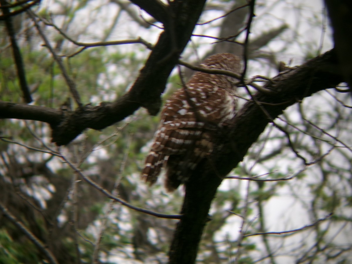 Barred Owl - ML632857649
