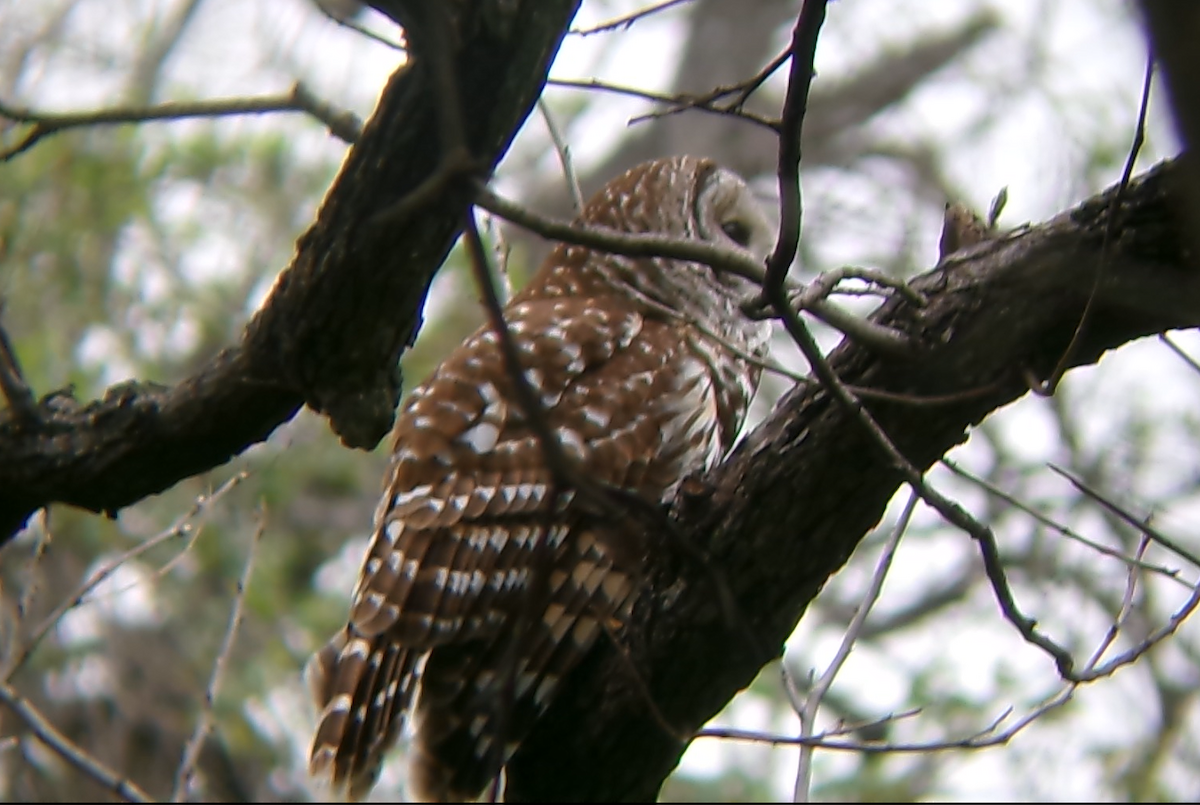 Barred Owl - ML632857669