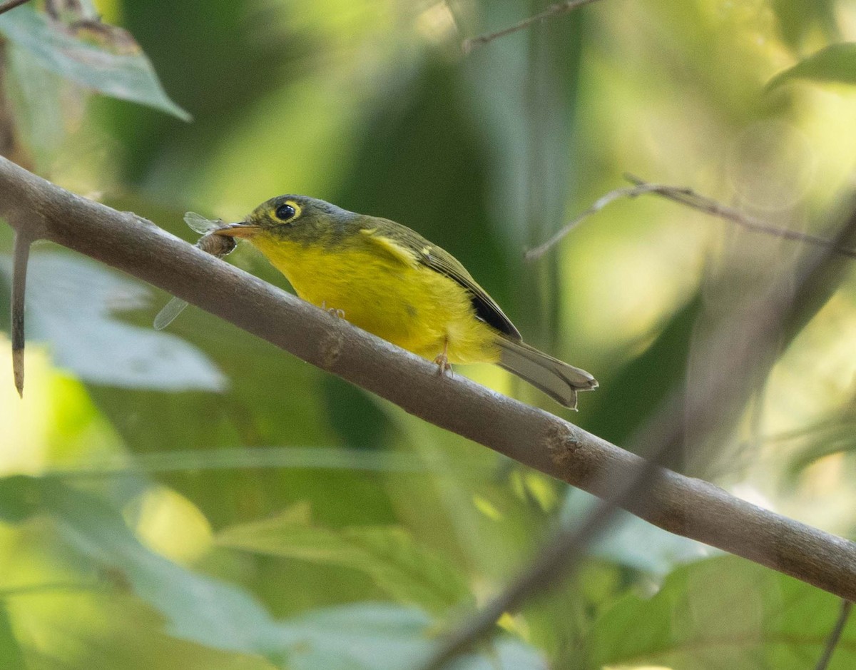 Swinhoe's White-eye - ML632857703