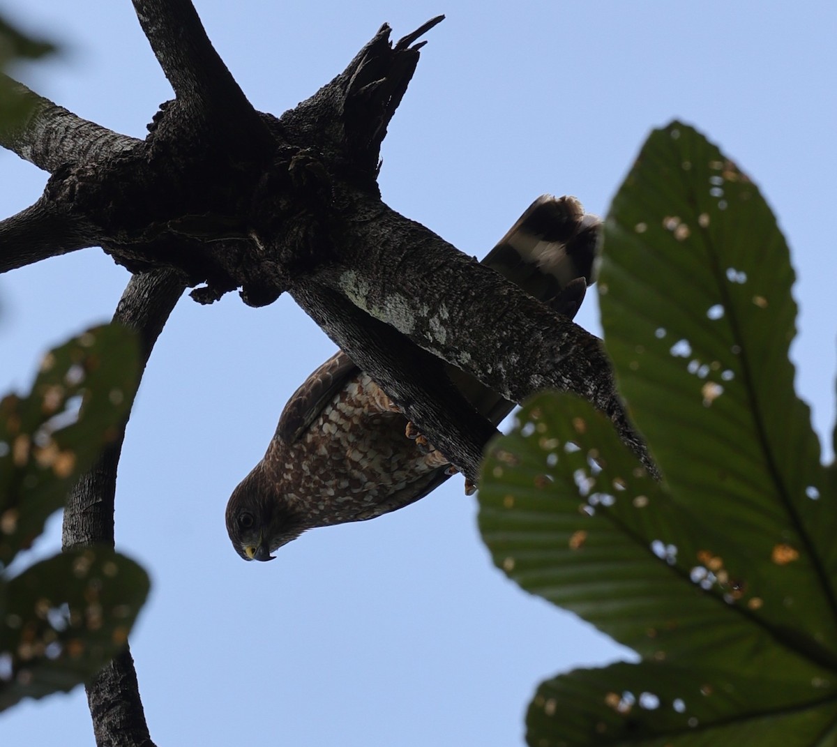 Broad-winged Hawk - ML632857786