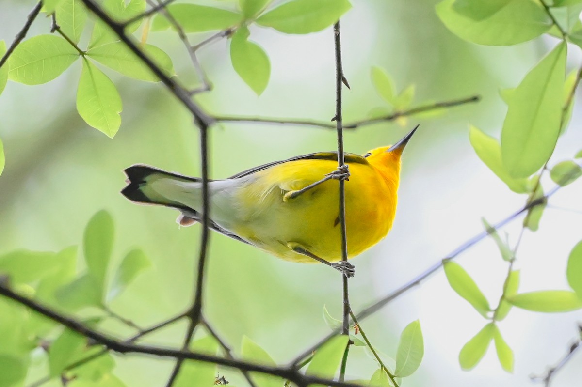 Prothonotary Warbler - ML632857801
