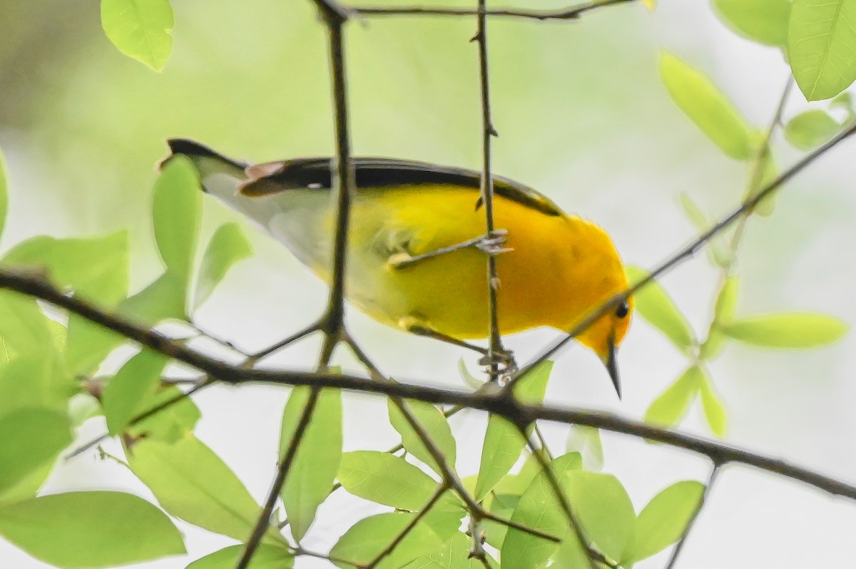 Prothonotary Warbler - ML632857802