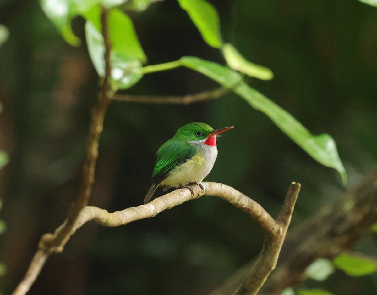 Puerto Rican Tody - ML632857818