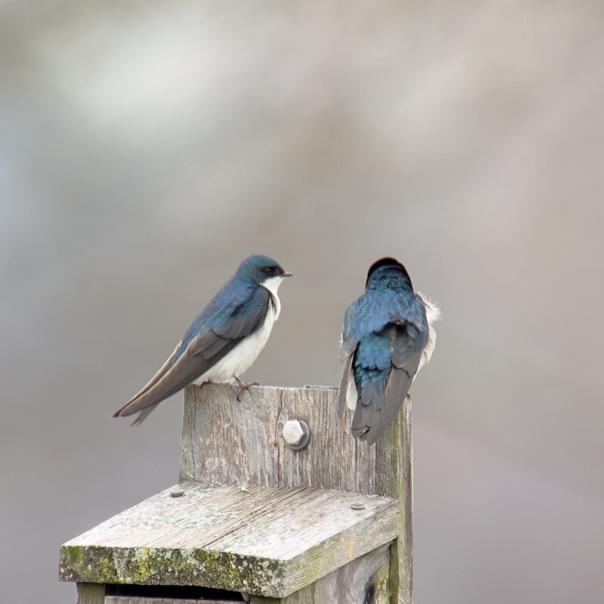 Ağaç Kırlangıcı - ML632857959