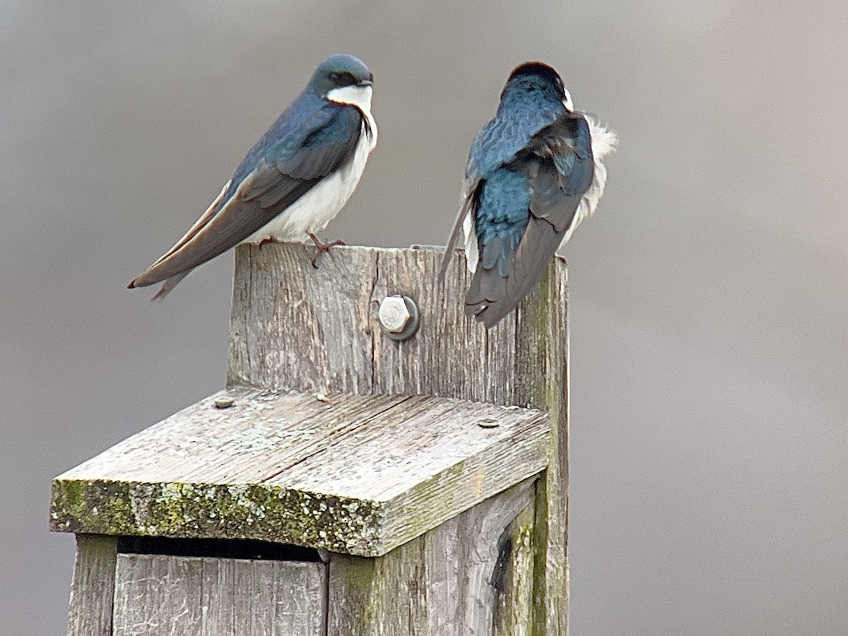 Ağaç Kırlangıcı - ML632857960