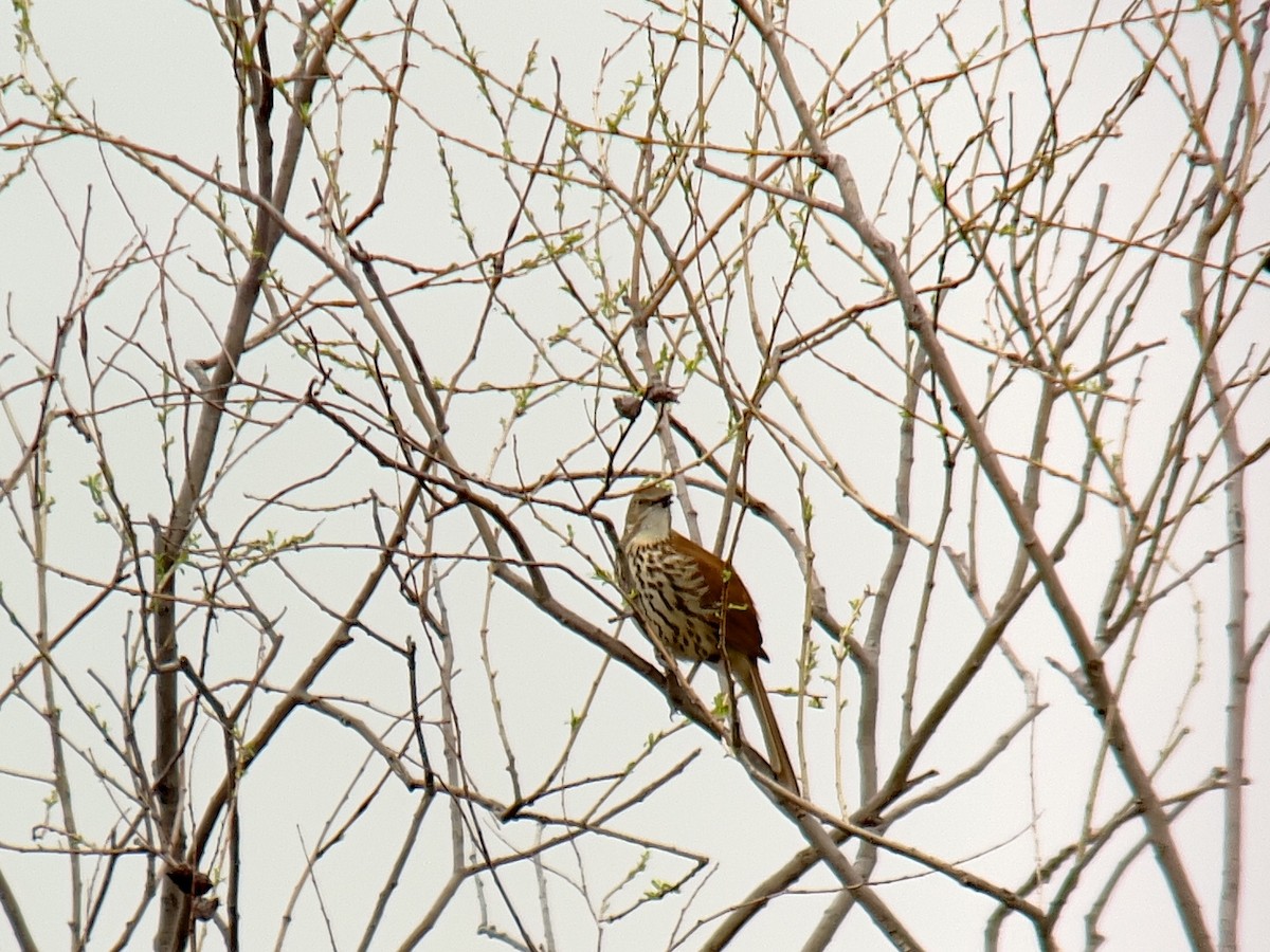 Kahverengi Çöpçü - ML632857989