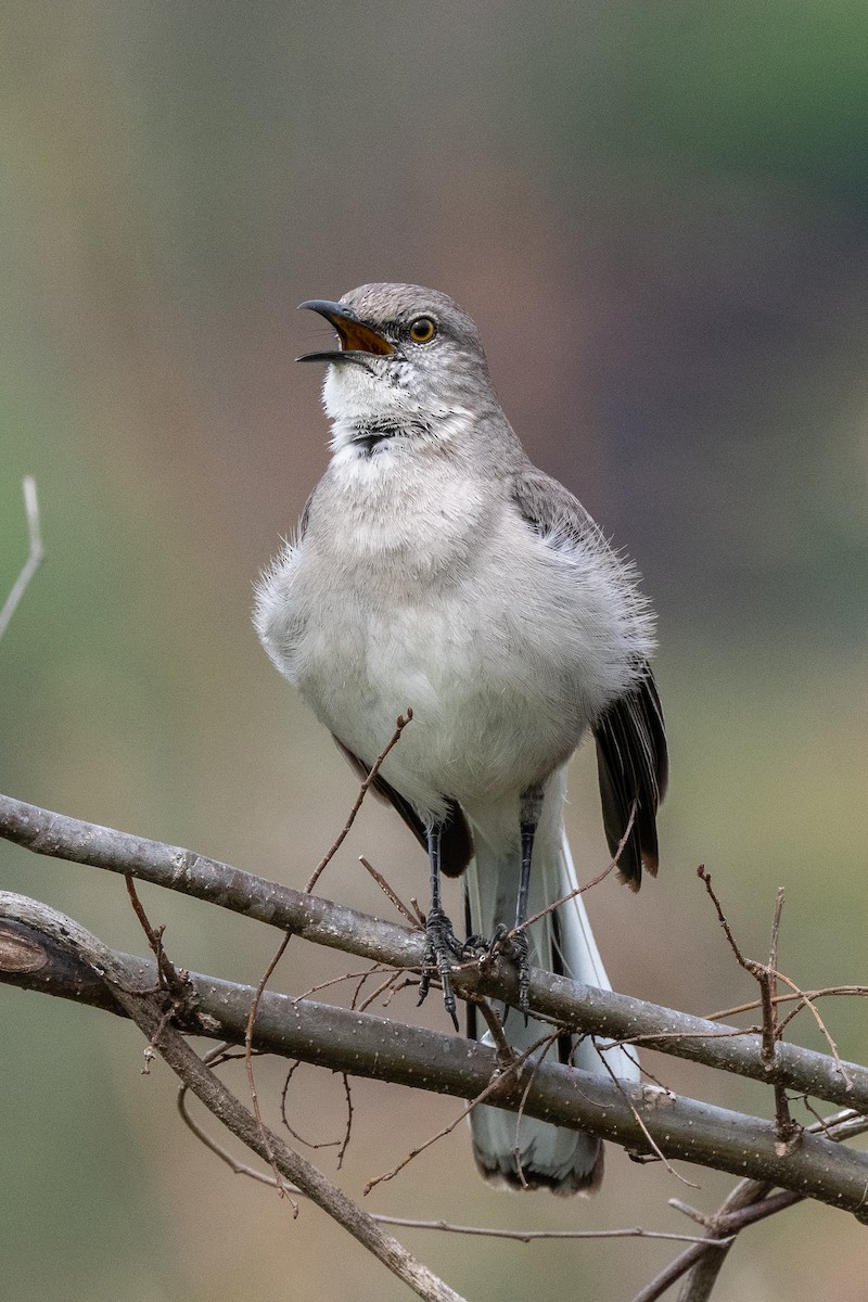 Northern Mockingbird - ML632857997