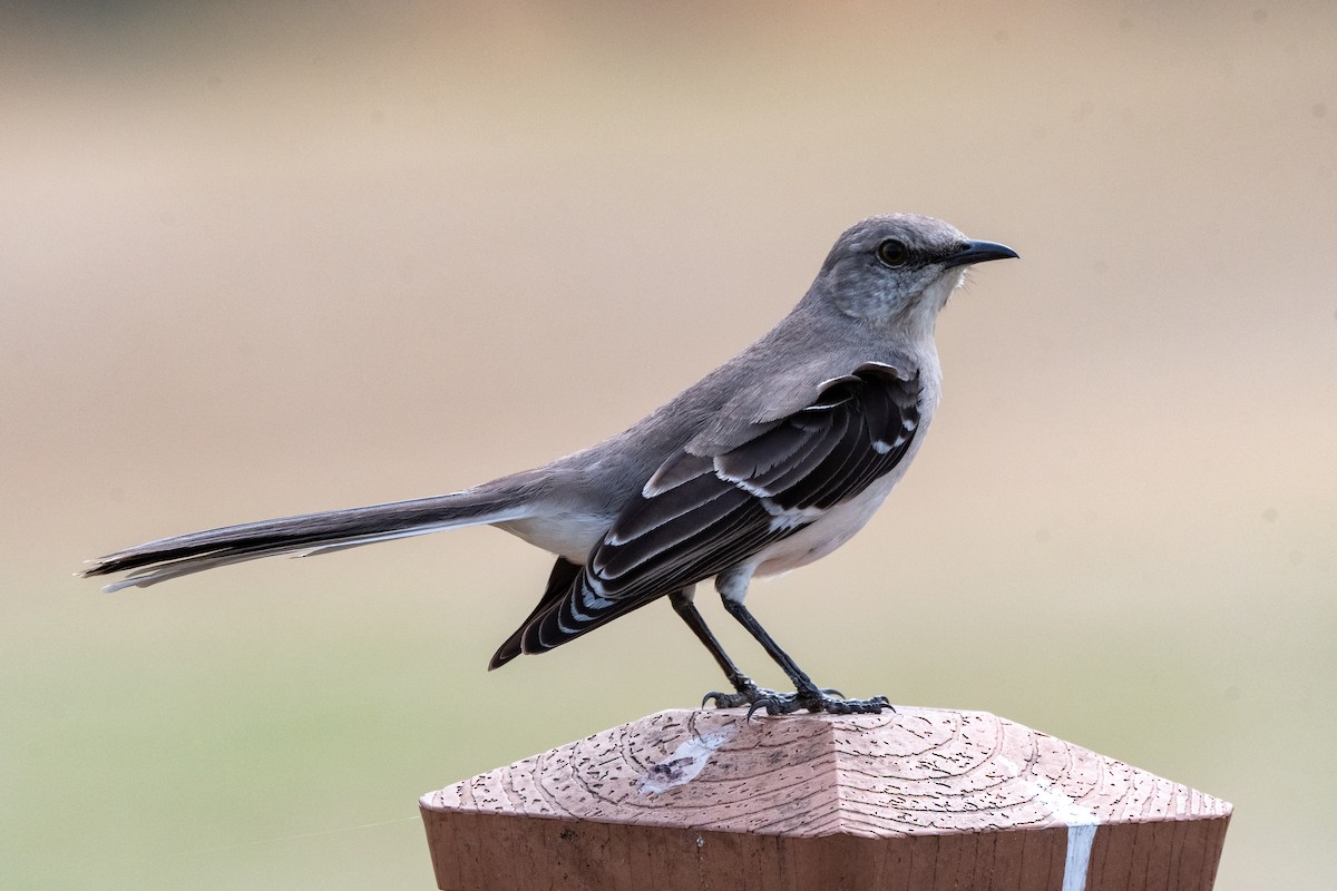 Northern Mockingbird - ML632858002