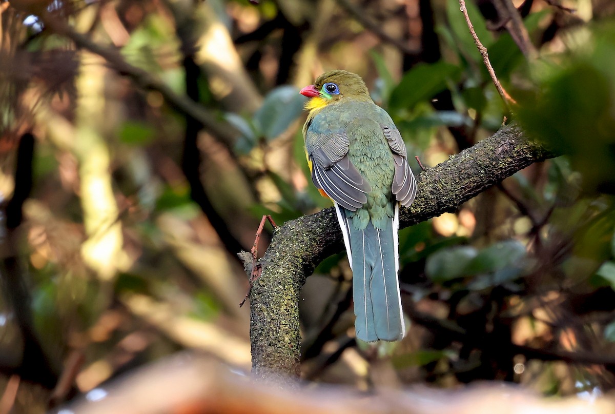 Javan Trogon - ML632858076