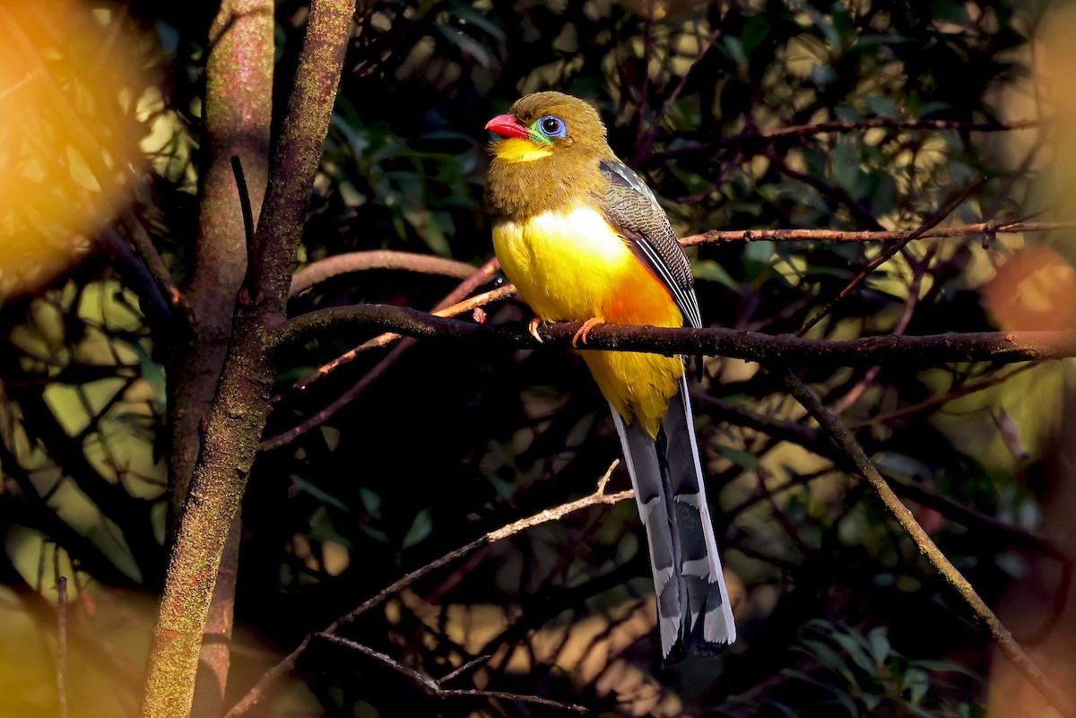 Javan Trogon - ML632858080