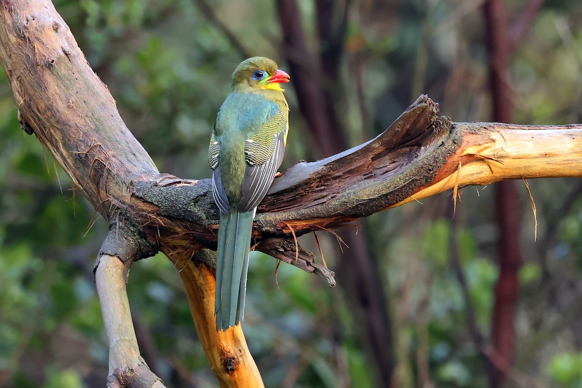 Javan Trogon - ML632858081