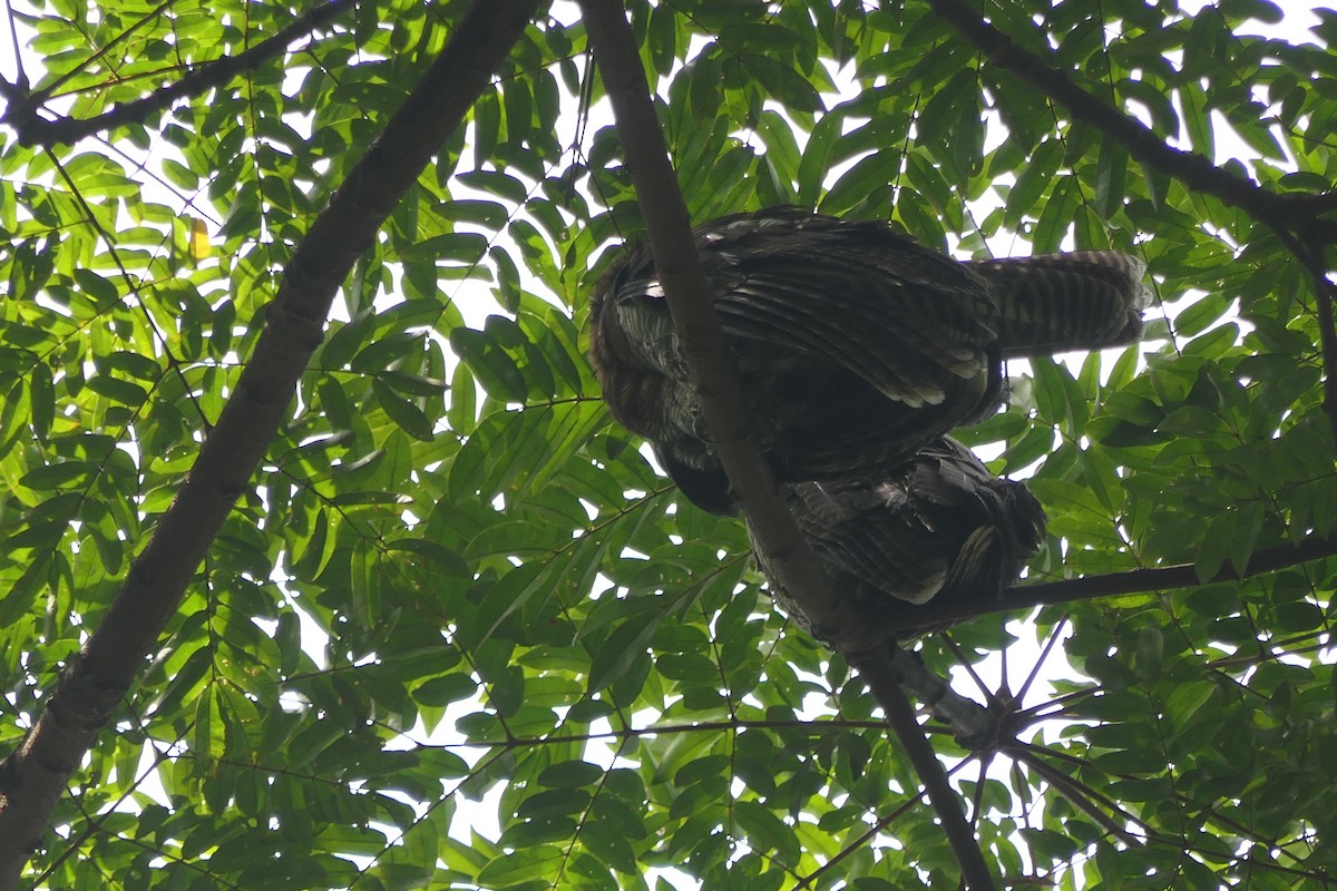 Brown Wood-Owl - ML632858097