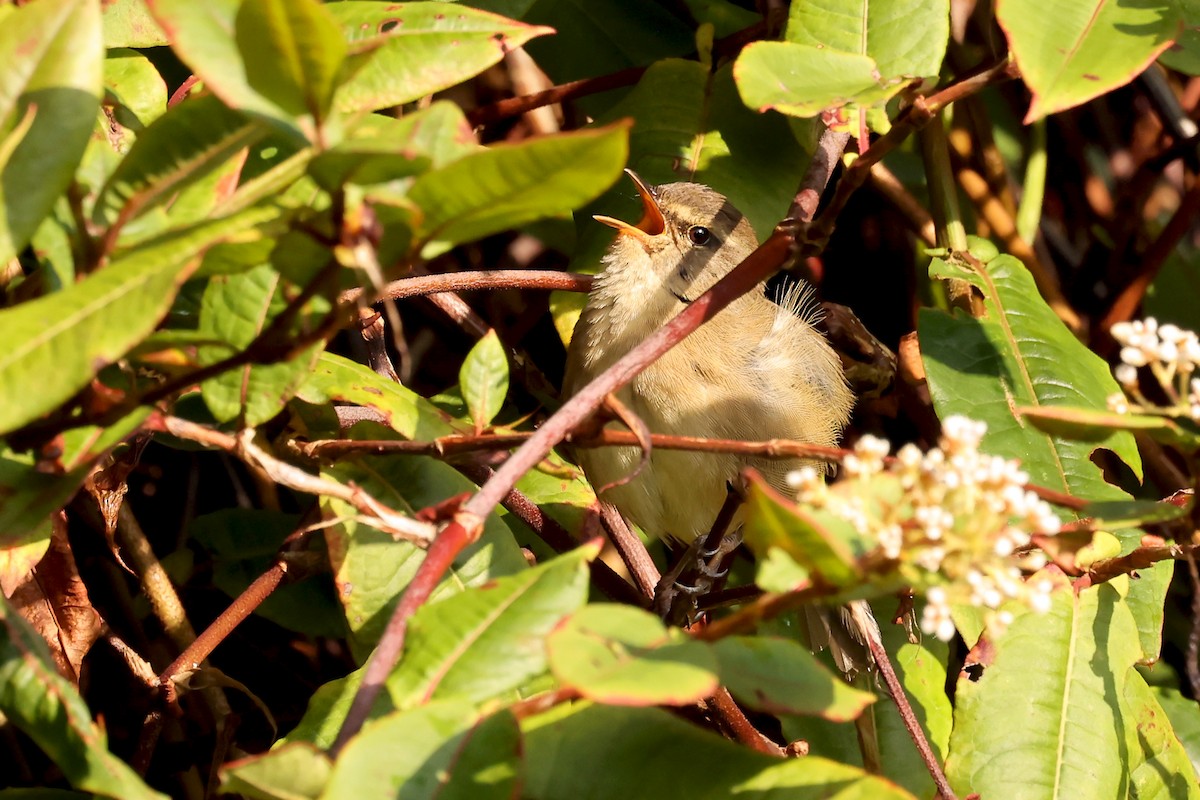 Aberrant Bush Warbler (Sunda) - ML632858139