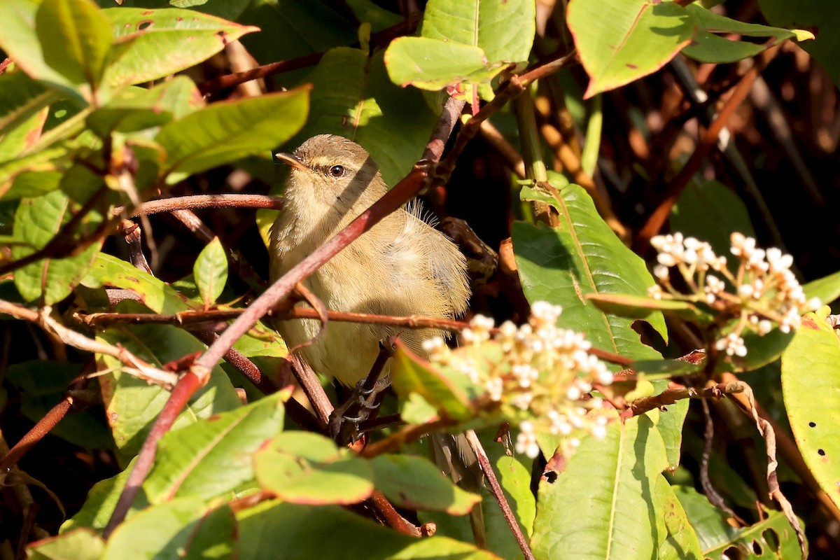 Aberrant Bush Warbler (Sunda) - ML632858147