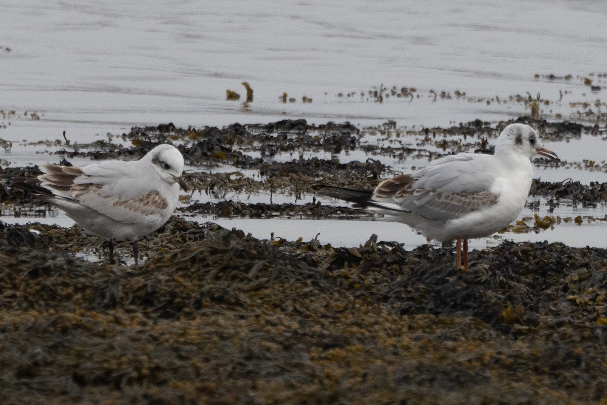 Mediterranean Gull - ML632858206
