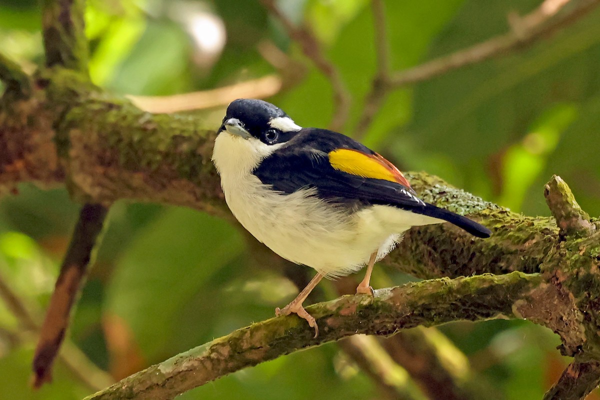 Pied Shrike-Babbler - ML632858241